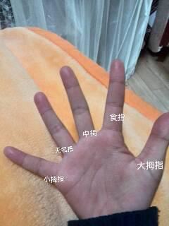 人的手五个指头分别叫什么