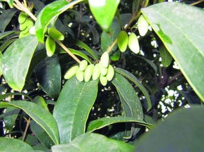桂花树会结果子吗?