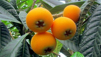 枇杷上市的时间