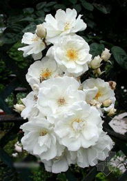 “荼蘼花开,花事荼蘼”是什么意思?