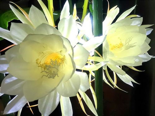 昙花的花语和象征意义?