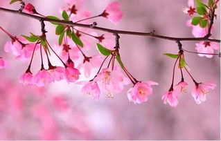 如何区别桃花和樱花?