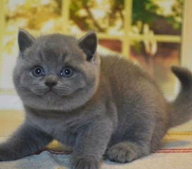 蓝猫和蓝白猫有什么区别?价位上有什么差别吗?