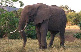 大象喜欢吃什么食物?