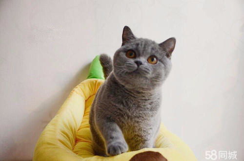 猫咪总打喷嚏但是精神很好