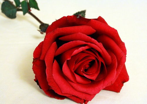 8朵玫瑰代表什么意思 8朵玫瑰是代表什么意思