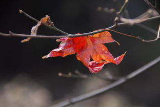 凋零的意思是什么?