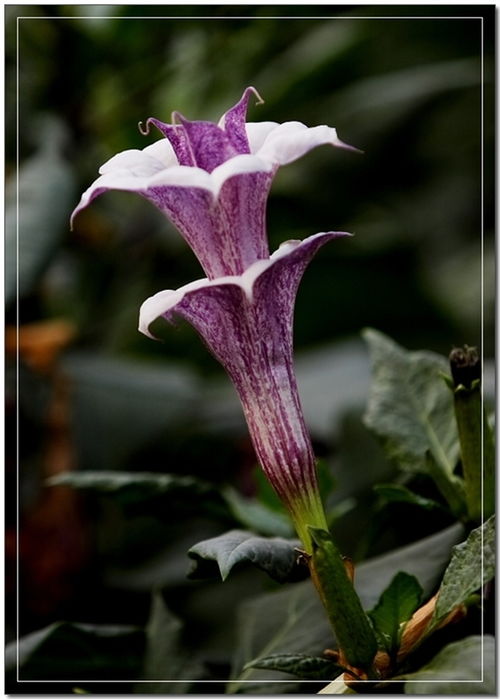曼珠沙华(彼岸花)是哪国的?它与曼陀罗花的区别?最好有图!
