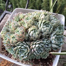 11种越晒越香的多肉植物,夏日阳台必