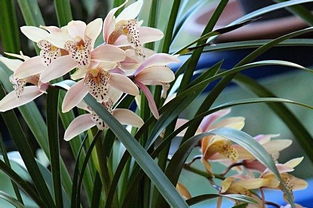 什么花代表健康平安