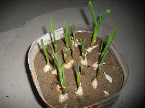 蒜苗的生长过程是什么?
