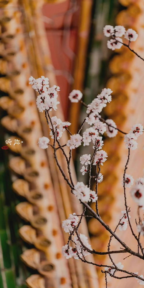 那年杏花微雨完整全句是什么?