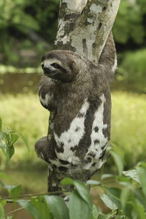 树獭和树懒有何区别?