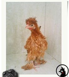 中国观赏鸡的饲养管理