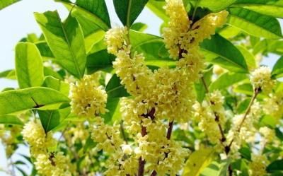 桂花树嫁接时间和方法 桂花树嫁接时间和方法简单介绍