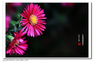 "朱雀桥边野草花"全诗