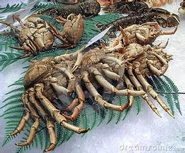 甲壳纲动物的生活习性是怎样的?