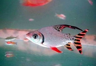 飞凤鱼怎么挑选