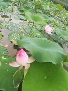 荷花是什么样子什么颜色的