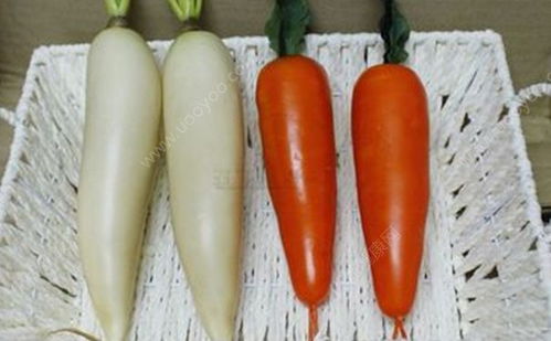 胡萝卜和白萝卜可以同时吃吗?