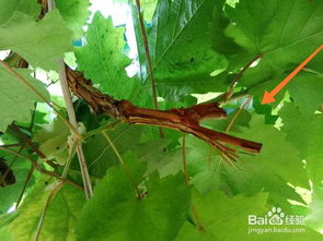 庭院葡萄冬季怎么剪枝图解