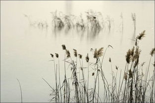 蒹葭萋萋什么意思 蒹葭萋萋原文及译文