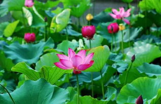 荷花的三种形态分别是什么