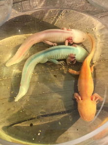 蝾螈是保护动物吗