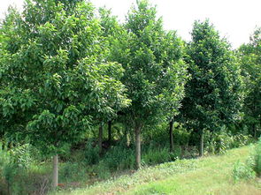 乐昌含笑树能活多少年