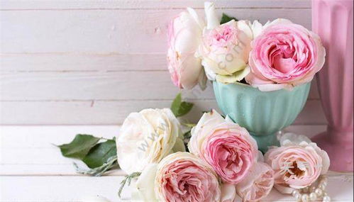 粉玫瑰花语是什么意思