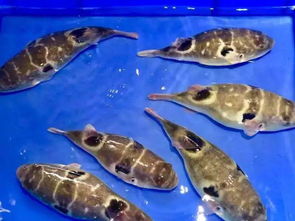 正是河豚欲上时的意思是什么