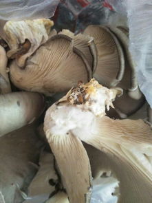 蘑菇上长了一层白毛还能吃吗