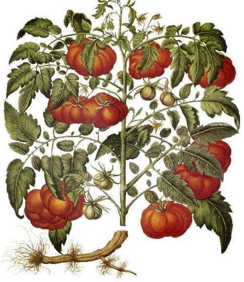 夺命颠茄的介绍