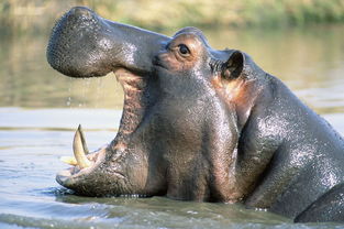 河马是吃什么食物