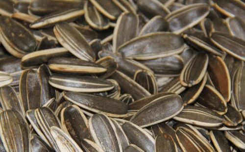 瓜子产地 关于瓜子产地