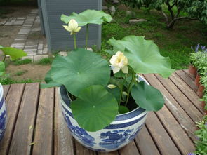 荷花盆栽技巧,需要注意什么