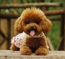 为什么单身的女孩喜欢养泰迪?