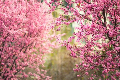 春天有什么花开