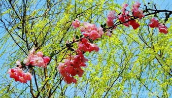 花红柳绿不夜天:解一生肖?