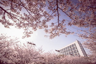 同济大学的樱花开了,还有哪些高校也有大片花海呢?