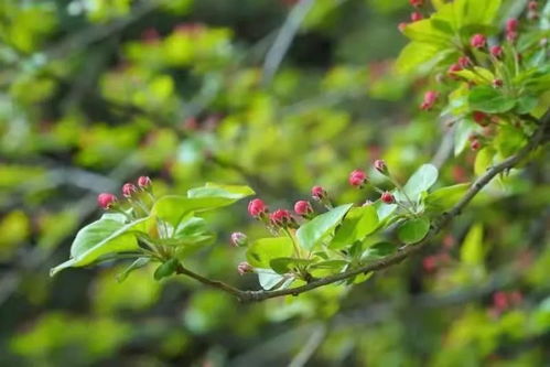 杜甫的诗“豆蔻梢头二月初”这首诗什么意思?