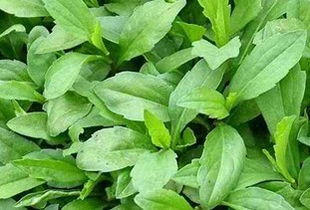 野菜马兰头功效与作用