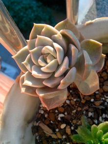 多肉白牡丹怎么养,6种养护方法长得旺