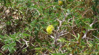 荆棘树是怎样的植物