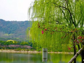 春风一拂千山绿下一句是什么诗句