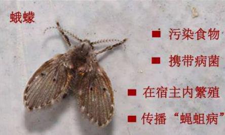 水果生的小飞虫怎么办 水果生的小飞虫如何办