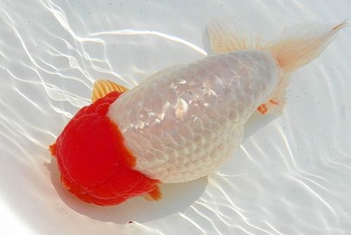 金鱼的寿命有多长