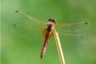 蜻蜓有什么特点??