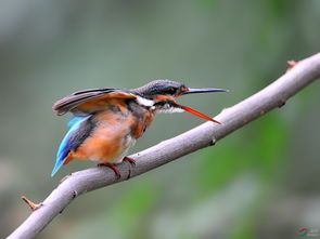 铜雀春深是什么意思