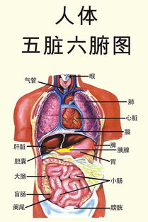 五脏六腑是什么
